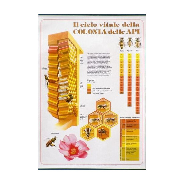 Poster "il ciclo vitale della colonia delle api"