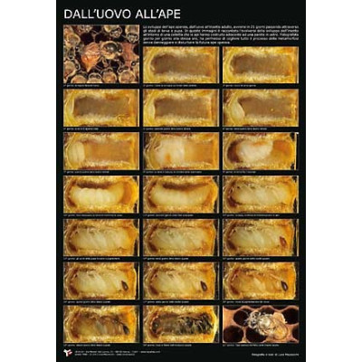 POSTER FOTOGRAFICO  " DALL'UOVO ALL'APE "