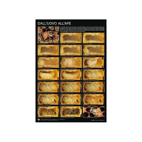 Poster fotografico "Dall'uovo all'ape"