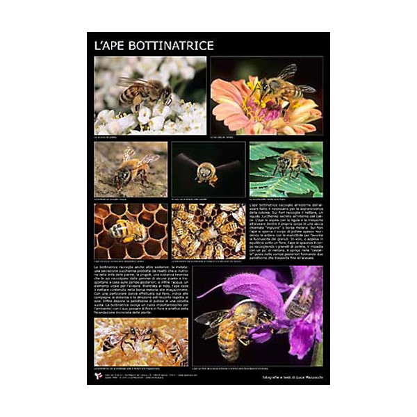 Poster fotografico "L'ape bottinatrice" 600x900 mm