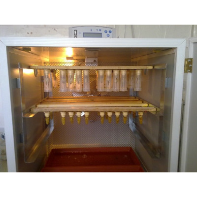 INCUBATRICE PER REGINE