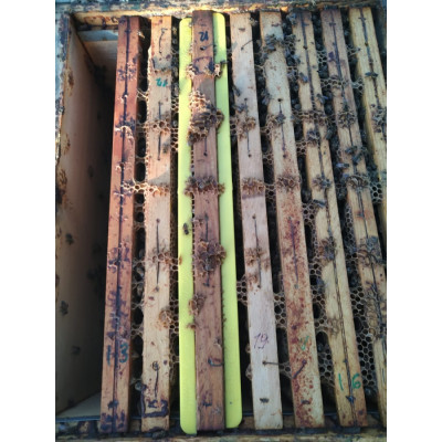 Isolatore telaino per blocco covata in pvc nido