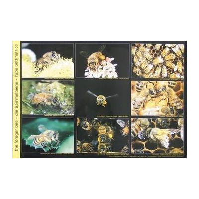 POSTER FOTOGRAFICO "LE API BOTTINATRICI"