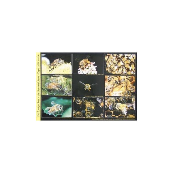 POSTER FOTOGRAFICO 'LE API BOTTINATRICI'