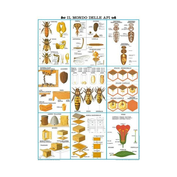 Poster 'Il mondo delle Api'