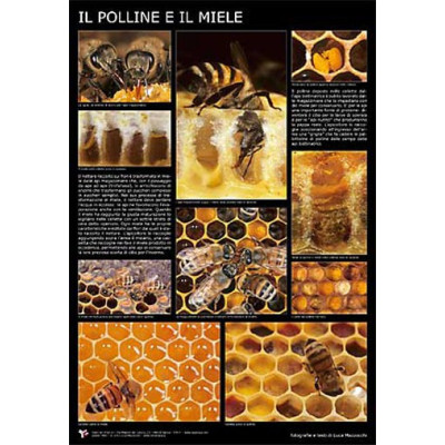POSTER FOTOGRAFICO "IL POLLINE E IL MIELE"