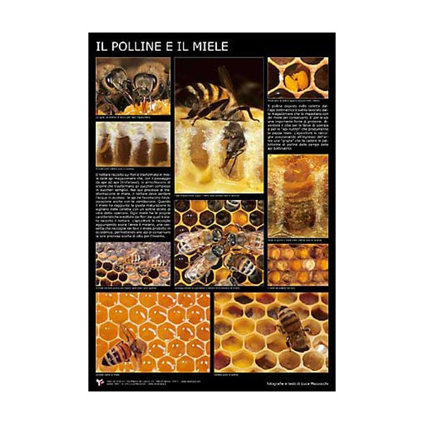 Poster fotografico "Il polline e il miele" 600x900 mm