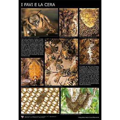 POSTER FOTOGRAFICO "I FAVI E LA CERA"