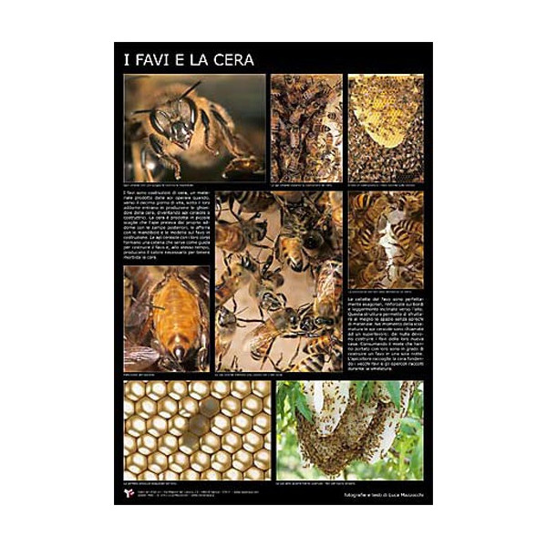 Poster fotografico "I favi e la cera" 600x900 mm