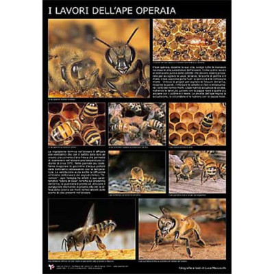 POSTER FOTOGRAFICO "I LAVORI DELL'APE OPERAIA "
