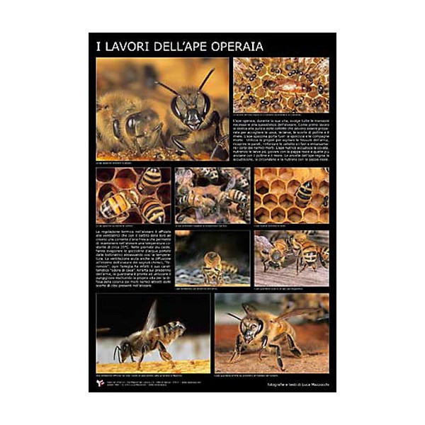 Poster fotografico "I lavori dell'ape operaia" 600x900 mm